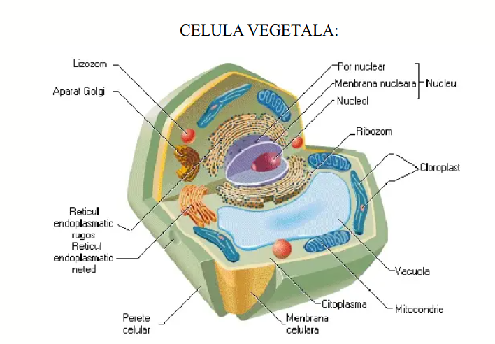 Celula vegetală