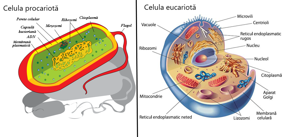 celula-eucariota