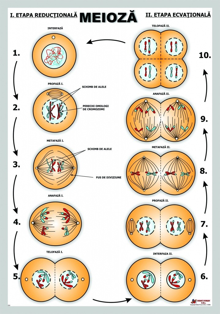 Meioza